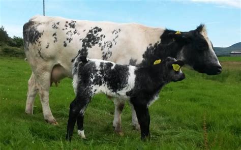 Meet The First Of This Year’s Autumn Born Calves - MED Partnership Group