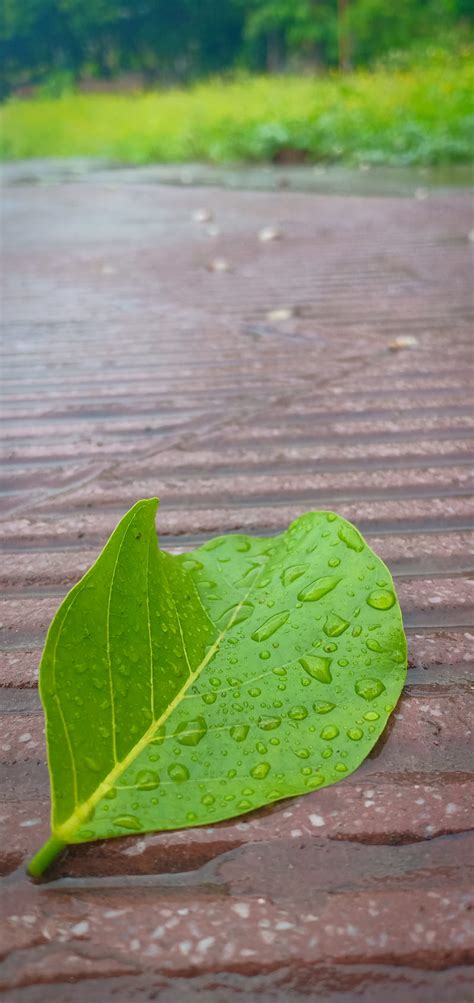 Rain Drops, drops, green, leave, love, monsoon, nature, rain, rainbow ...