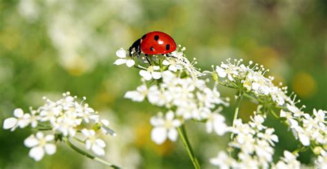 The Benefits of Ladybugs and How to Attract Them to Your Garden | Life's Dirty. Clean Easy.