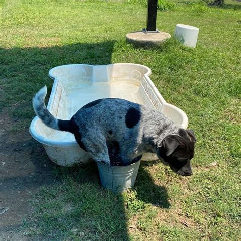 Shelter Dog Gets A Pool All His Own But Still Prefers His Bucket ...