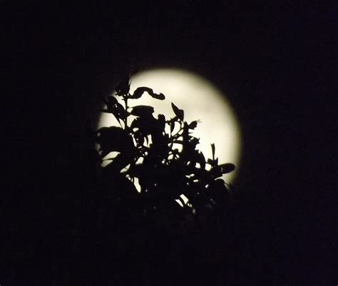 Full Moon Tree Silhouette Photograph by Tammy Schindele | Fine Art America