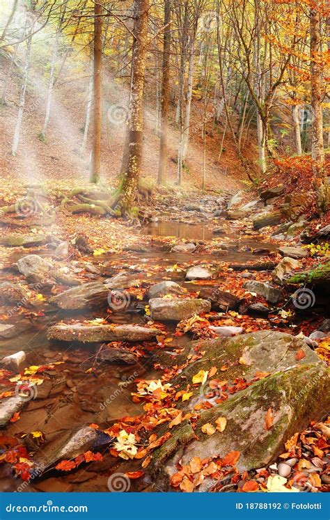 Sun beam in the forest stock photo. Image of water, forest - 18788192