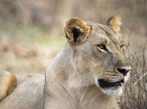 African savannah loses two-thirds of its lions in 50 years | The ...