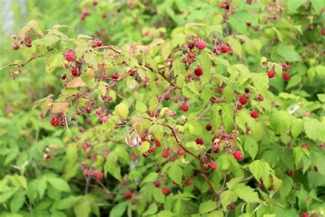 50+ Edible Wild Berries & Fruits ~ A Foragers Guide | Edible wild plants, Wild berry, Wild plants