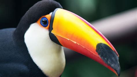 Toucan: 'Don't you dare calling me a hornbill!' - CGTN