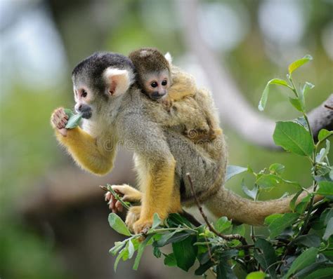 Squirrel Monkey with Its Baby Stock Photo - Image of love, family: 20433608