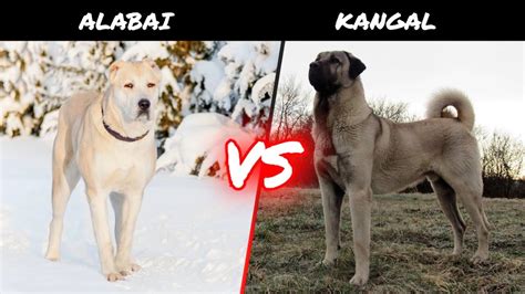 Alabai vs Kangal - YouTube