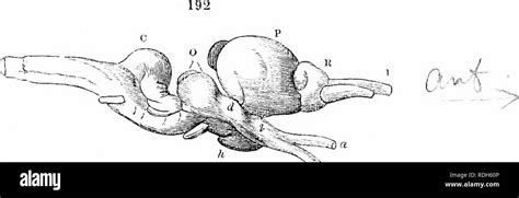 . On the anatomy of vertebrates. Vertebrates; Anatomy, Comparative; 1866. ENCEPHALON OF REPTILES ...