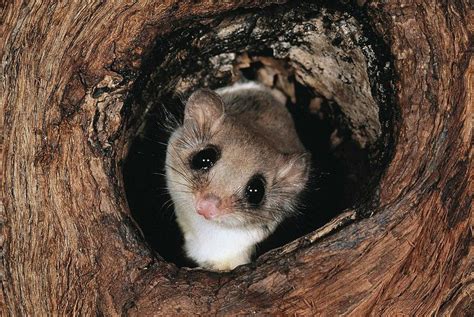 Feathertail Glider - The Australian Museum