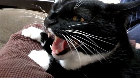 Angry Cat Makes an Awesome Sound! (Day #11) - YouTube