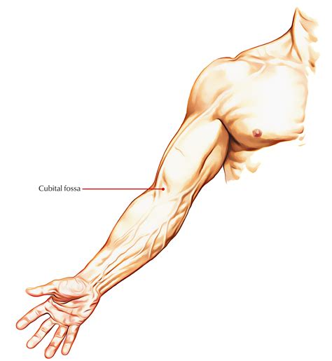 Cubital Fossa Anatomy – Earth's Lab