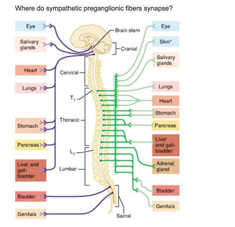 Solved Where do sympathetic preganglionic fibers synapse? | Chegg.com