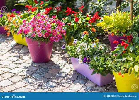 77,745 Flower Pots Stock Photos - Free & Royalty-Free Stock Photos from ...