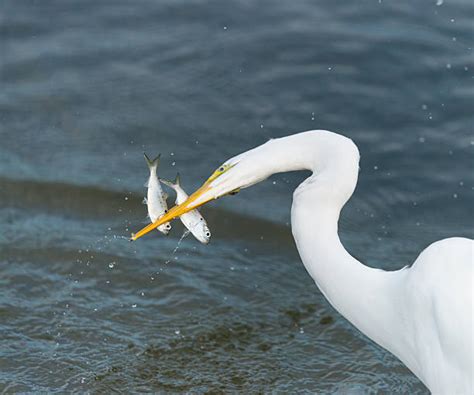 Best Fish Eating Bird Stock Photos, Pictures & Royalty-Free Images - iStock