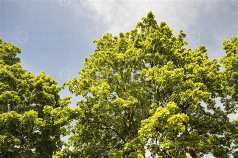 trees in spring 9420174 Stock Photo at Vecteezy