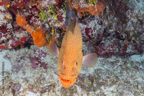 A tiger grouper surveys the reef for food and/or danger. This predator ...