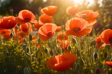 Poppy Flower Meaning, Symbolism & Spiritual Significance - Foliage Friend - Learn About ...