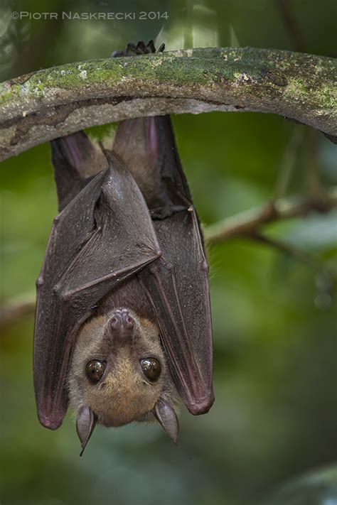 African Bats: Conservation in the Time of Ebola — Jen Guyton