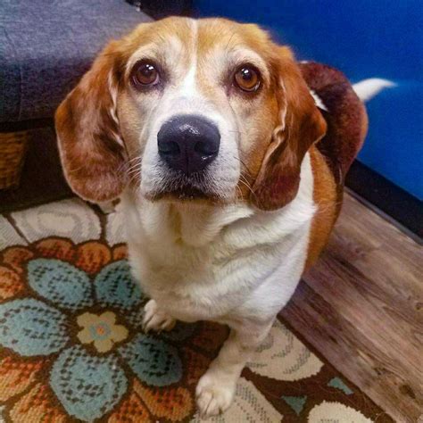 a brown and white dog sitting on top of a floor next to a blue wall