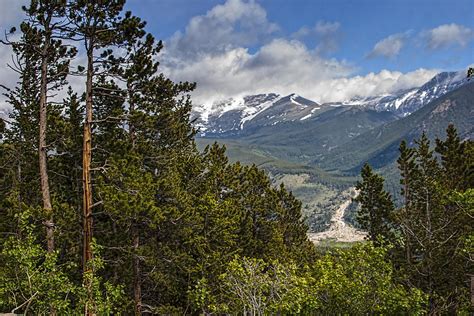 Pine Trees in the Rocky Mountain National Park Photograph by Randall Nyhof - Pixels