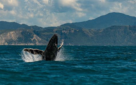 Kaikoura Whale Watching Cruise - Kated