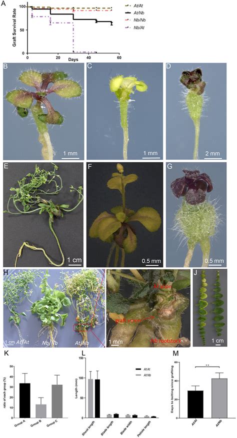 | Three types of At/Nb heterografts grown under aseptic conditions. (A ...