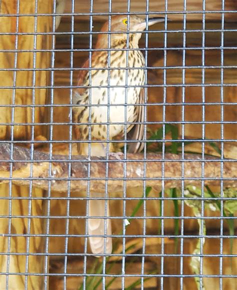 Peace River Wildlife Sanctuary - Brown Thrasher - ZooChat