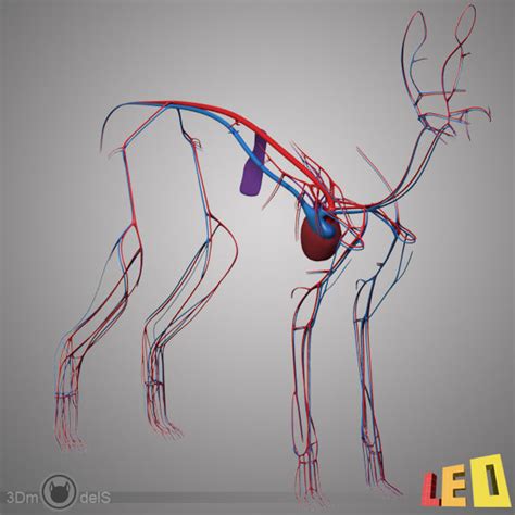 3d model cat anatomy