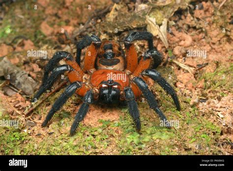 Trapdoor spider hi-res stock photography and images - Alamy