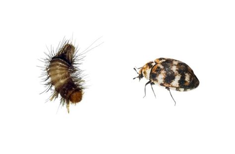 Varied Carpet Beetle Identification Behavior Anderson Pest Solutions ...