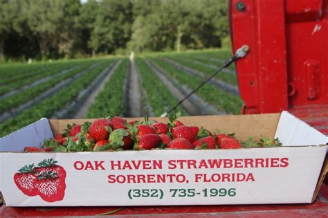 80+ of the Best Fruit Picking Farms Near Me - Days Out On The Farm