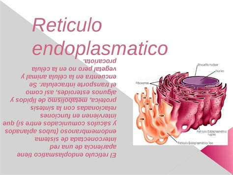 Calaméo - RETÍCULO ENDOPLASMÁTICO