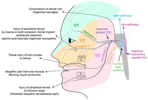 Acute and Chronic Pain from Facial Skin and Oral Mucosa: Unique Neurobiology and Challenging ...