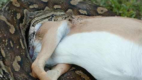 We've Been Wrong About How Snakes Eat Their Prey This Whole Time