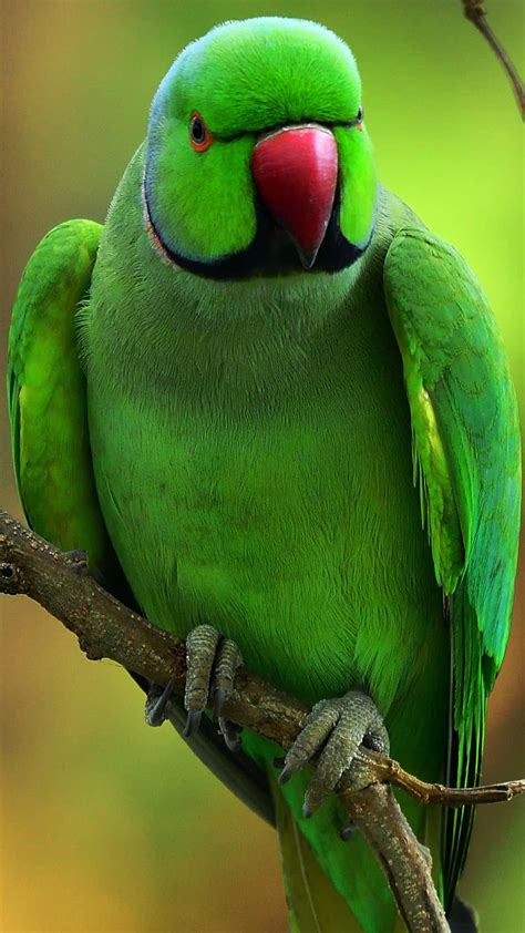 Download Angry Green Parrot Wallpaper | Wallpapers.com