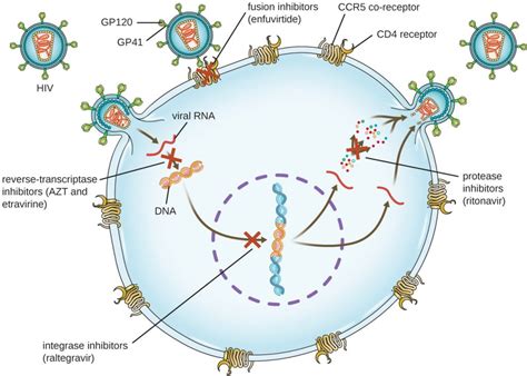 Antiretroviral Drugs Mechanism Of Action