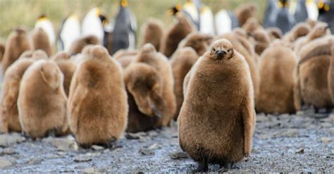 Baby Penguin: 9 Facts and 9 Pictures - A-Z Animals