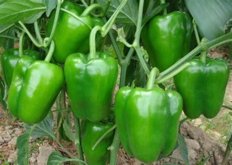 Capsicum Cultivation (Bell Pepper) Information Guide | Asia Farming