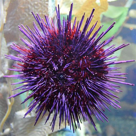 Purple Sea Urchin by Karacay Photography / 500px in 2020 (With images) | Sea urchin, Purple sea ...