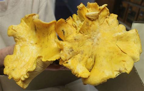 Gantner finds large Chanterelle mushroom on Spring Mountain