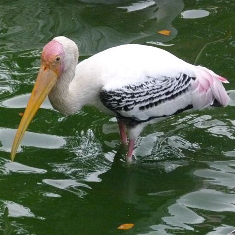 Painted Stork