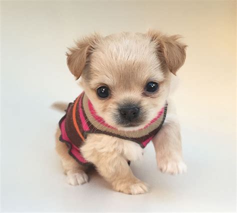 Puppies For Sale In Los Angeles - All You Need Infos