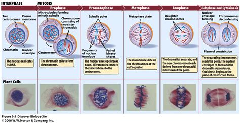 bioblogestrella: Division celular: mitosis