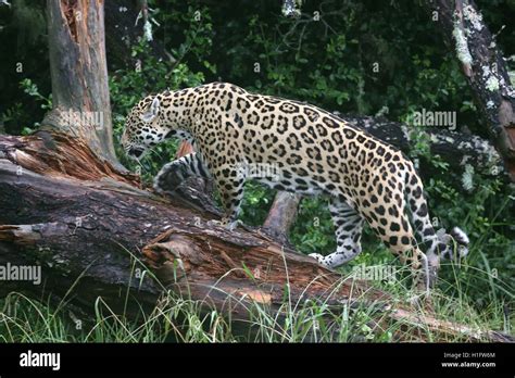 Jaguar Wild Cat Stock Photo - Alamy