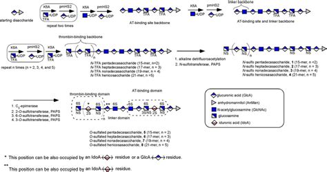 Schematic synthesis of HS oligosaccharides. The synthesis was initiated... | Download Scientific ...