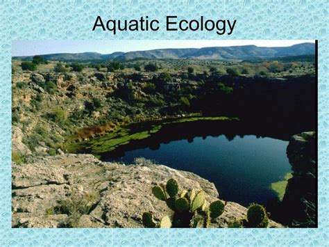 PPT - Aquatic Ecology PowerPoint Presentation, free download - ID:677997