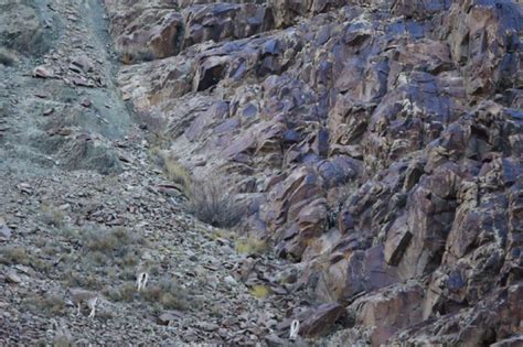 Snow Leopard vs. Blue Sheep Battle Captured In Amazing Photos | HuffPost