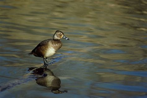 Free picture: ring, necked, duck, female, aythya collaris, stands, log ...