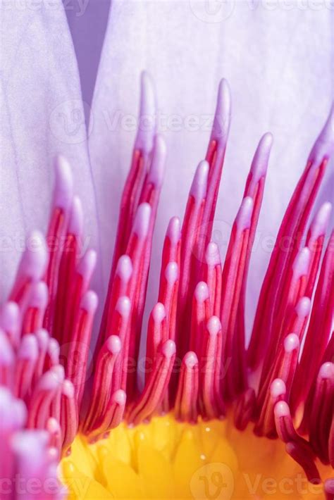 Close up stamen detail of the center of a water lily flower. 12043277 Stock Photo at Vecteezy