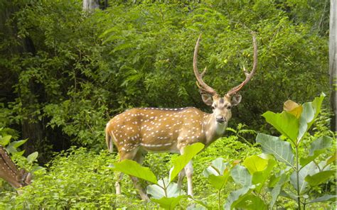 Assam wallpapers | Kaziranga National Park | Deer in Kaziranga National Park